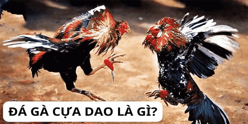 Sơ lược hình thức đá gà giải trí cựa dao 