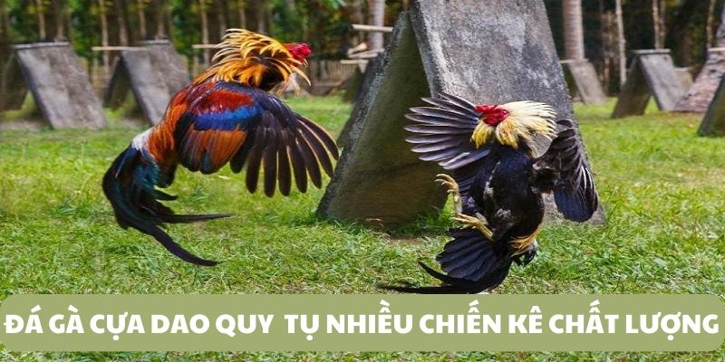 Đấu gà cựa dao là nơi quy tụ nhiều chiến kê đỉnh cao 