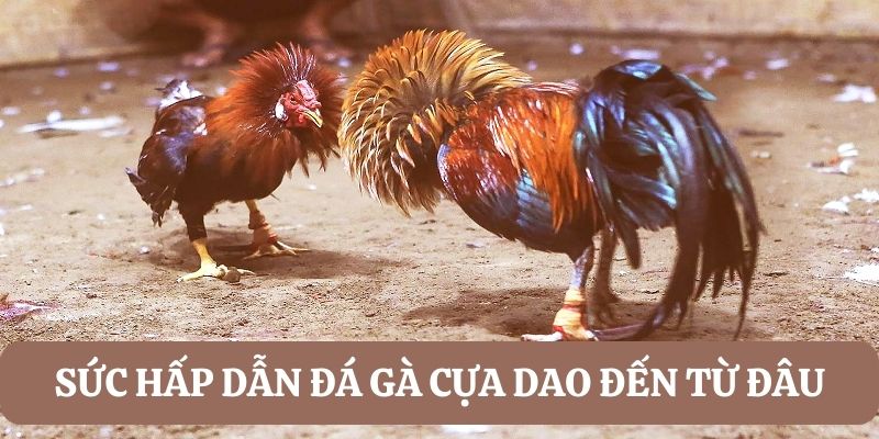 Lý giải sức hấp dẫn đá gà cựa dao vì điều gì?